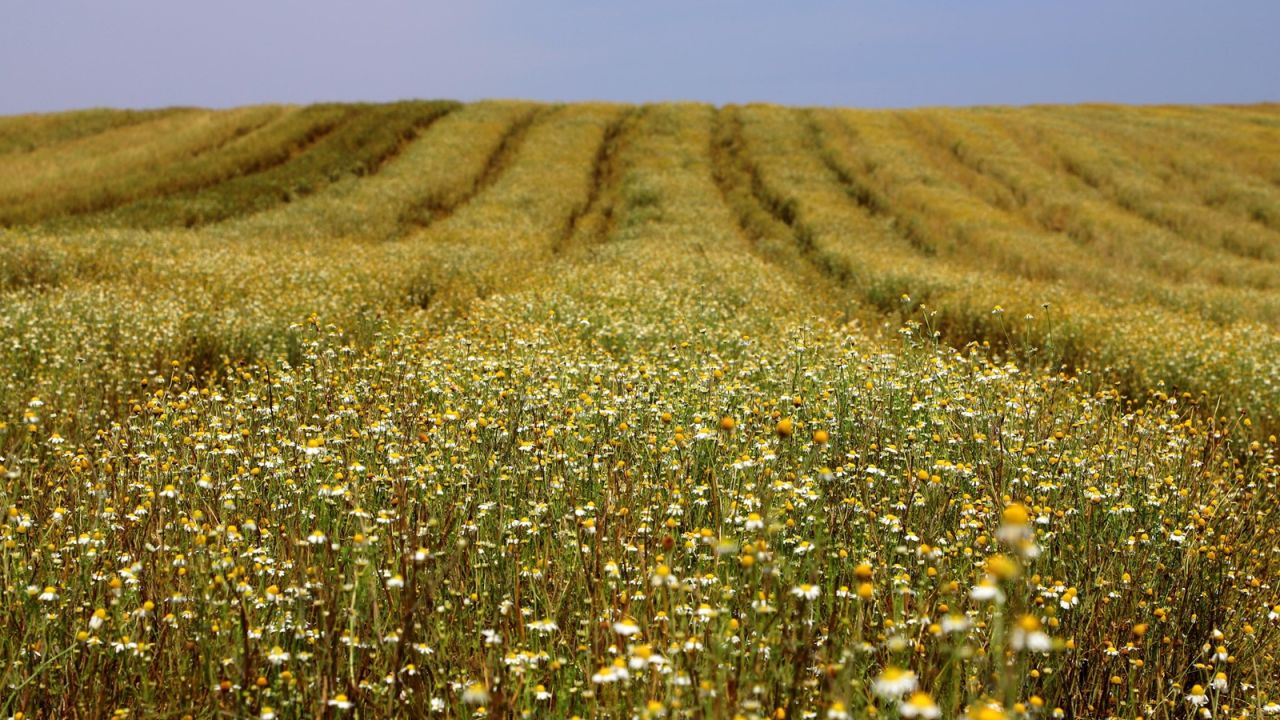 Paraná consolida liderança na produção de camomila, que já movimenta R$ 15 milhões