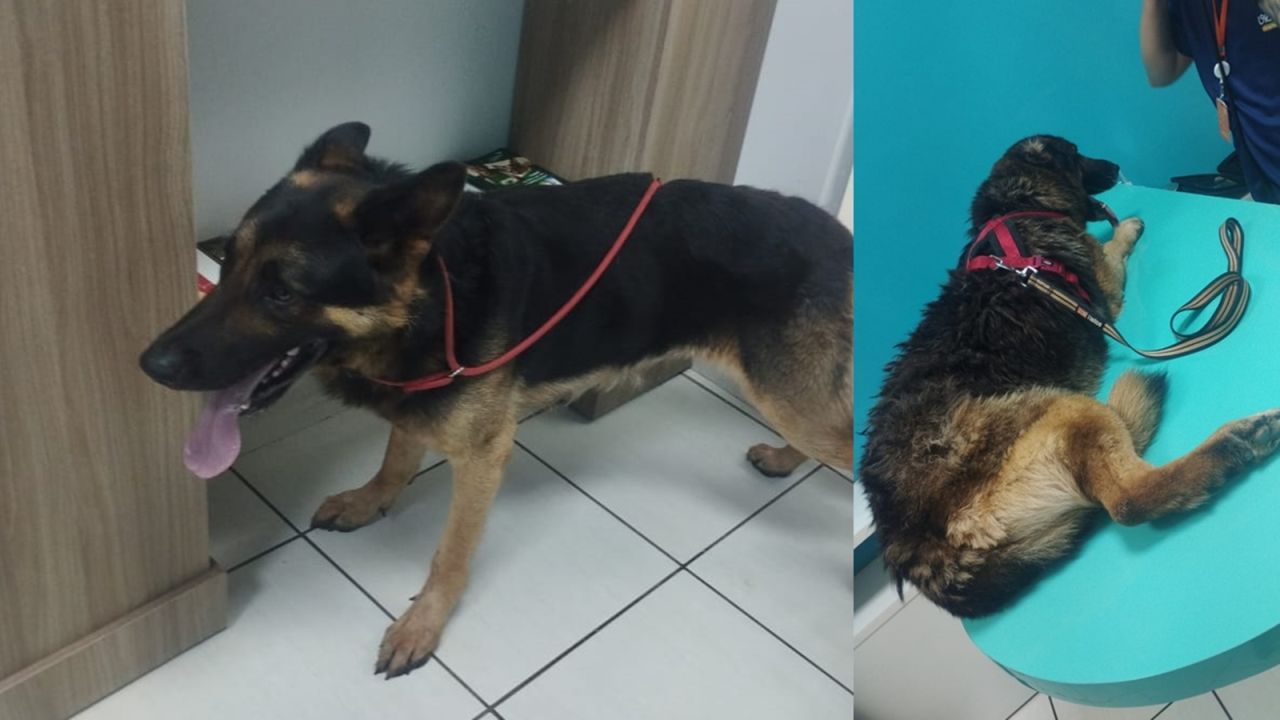 Apreensão de cães por maus-tratos mobiliza Guarda Municipal e ONG em Cascavel
