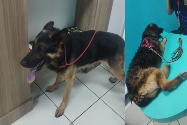 Imagem referente a notícia: Apreensão de cães por maus-tratos mobiliza Guarda Municipal e ONG em Cascavel