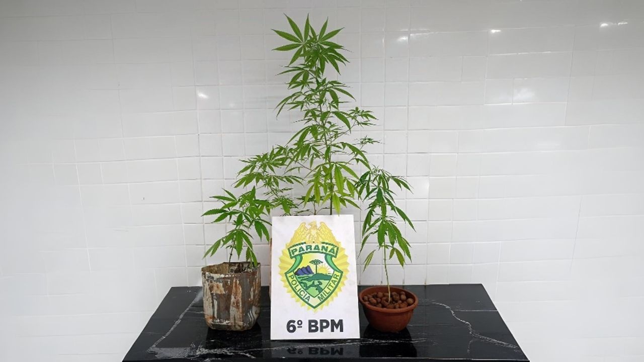 Polícia Militar é acionada para briga familiar e descobre pés de maconha em casa de jovem em Cascavel