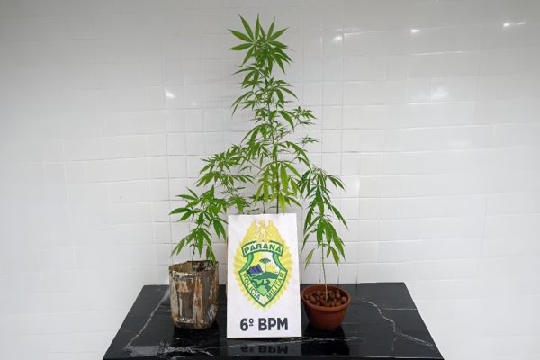 Polícia Militar é acionada para briga familiar e descobre pés de maconha em casa de jovem em Cascavel