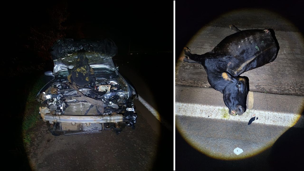 Boi surge do nada e é atropelado por carro de luxo na PR-182 no oeste do Paraná