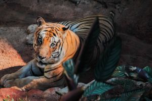 Imagem referente à notícia: Zoológico de Cascavel recebe certificação nacional de Bem-Estar Animal
