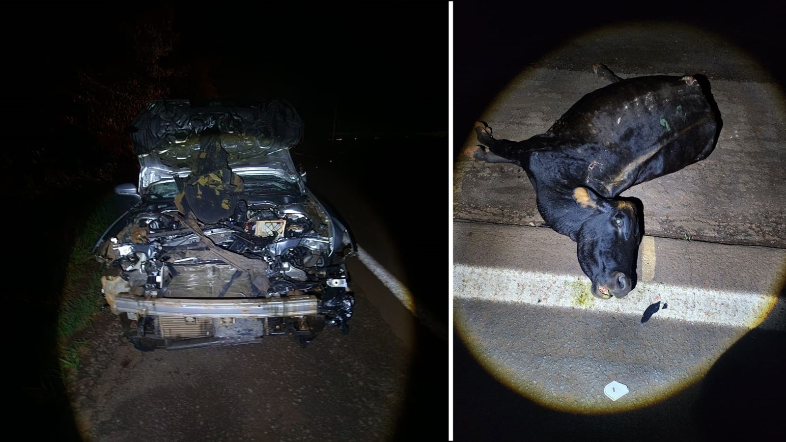 Boi surge do nada e é atropelado por carro de luxo na PR-182 no oeste do Paraná