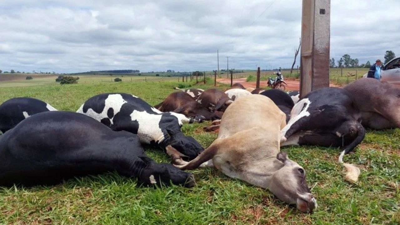 Altônia: Rompimento de fio elétrico mata 19 vacas e causa prejuízo de mais de R$ 150 mil