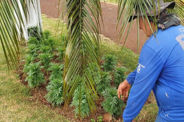 Imagem referente a notícia: Coopavel inicia a contratação de 750 temporários ao Show Rural