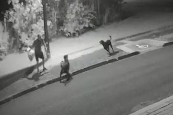 Imagem referente a notícia: Câmeras de segurança registram ataque de cães a pedestres no bairro Tropical, em Cascavel