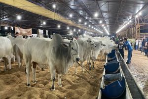 Imagem referente a notícia: Expovel 2025 abre os portões com entrada e shows gratuitos em Cascavel