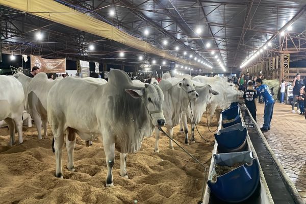 Expovel 2025 abre os portões com entrada e shows gratuitos em Cascavel