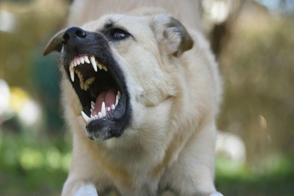 Vereadores pedem que Prefeitura divulgue multa para tutor de animal que atacar pessoas