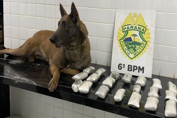 Imagem referente a notícia: Traficante é detida com mais de 2 kg de haxixe após ação da K9 em ônibus interestadual