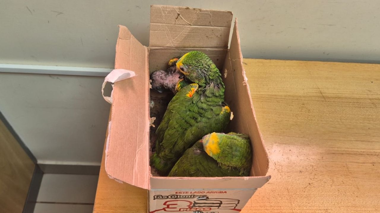 Receita Federal apreende três papagaios-verdadeiros durante fiscalização na Ponte da Amizade