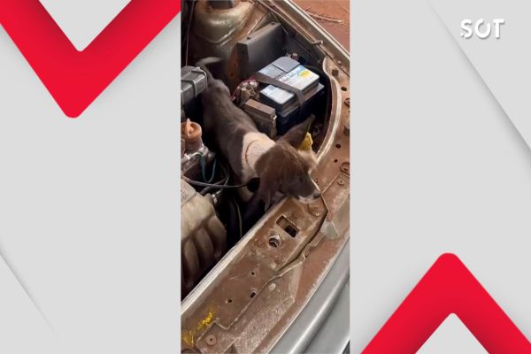 Imagem referente a notícia: Cão é resgatado após ficar preso no compartimento de motor de carro na área rural de Cascavel