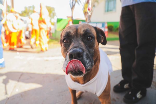 Castramóvel leva atendimento gratuito ao Reassentamento São Francisco e reforça política pública de bem-estar animal
