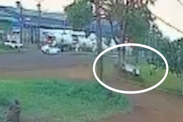 Motorista de 69 anos fica ferido após Corolla sair da pista e bater em árvore na BR-369 em Cascavel