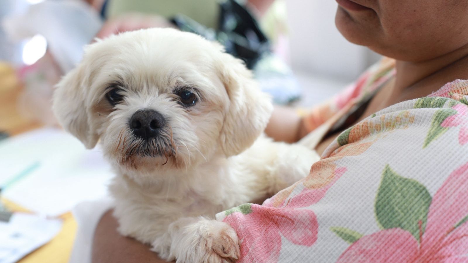 Prefeitura de Cascavel oferece microchipagem gratuita de cães e gatos no Santa Felicidade