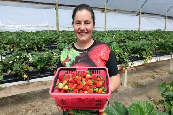 Imagem referente a notícia: Produtora do Paraná vence Prêmio ATeG com manejo sustentável no cultivo de morangos