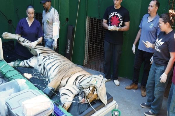 Imagem referente a notícia: Tigre Hu passa por check-up completo no Zoo de Cascavel