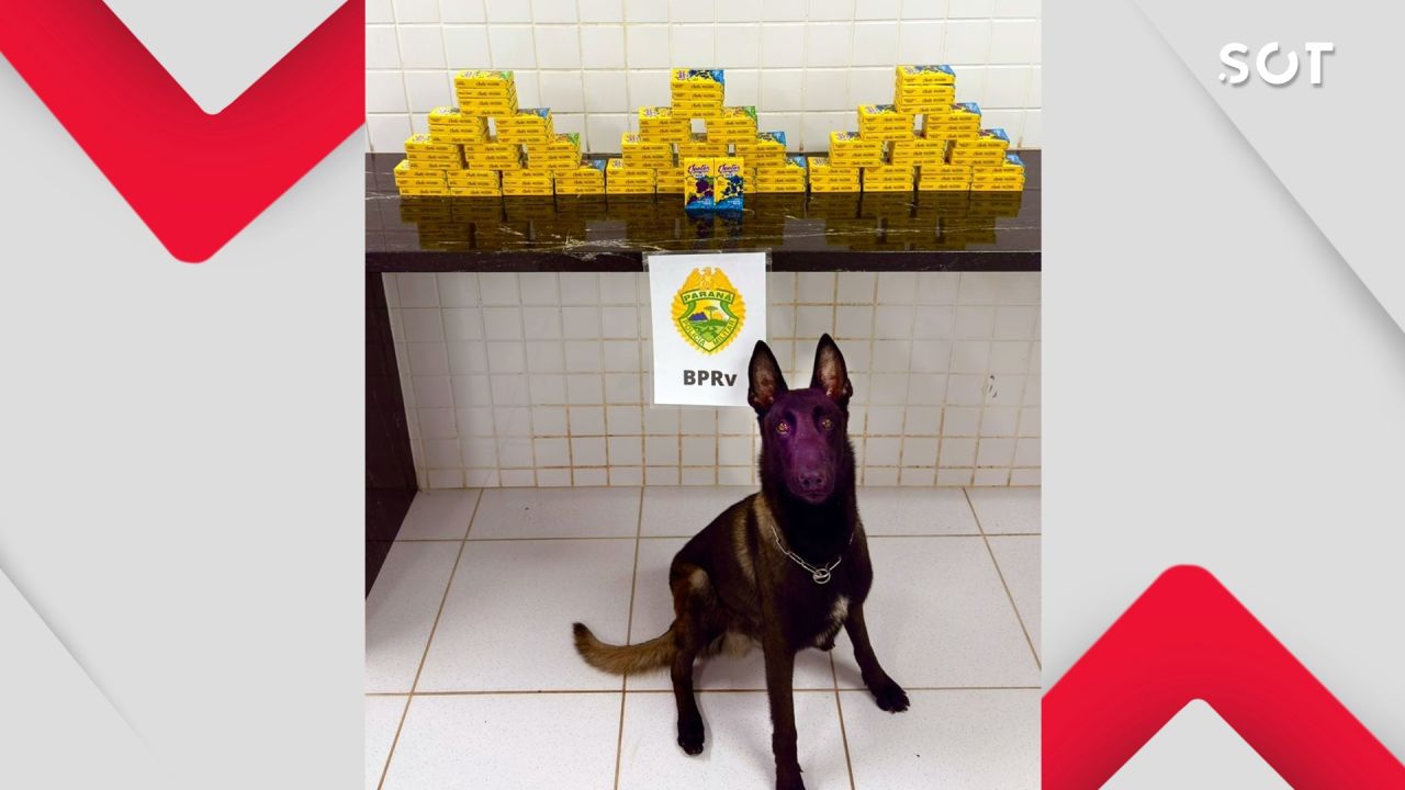 Equipe com cães da PRE apreende carga de cigarros eletrônicos de THC em Cascavel