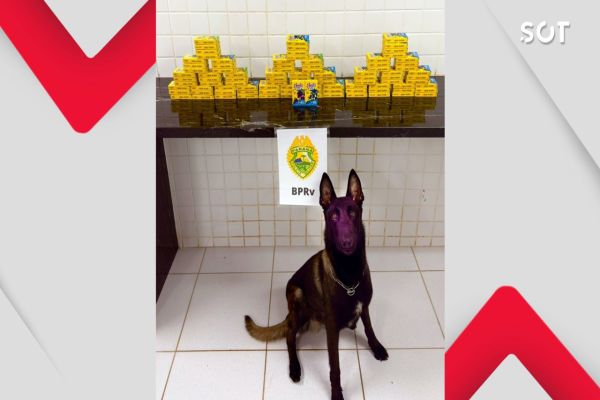 Equipe com cães da PRE apreende carga de cigarros eletrônicos de THC em Cascavel