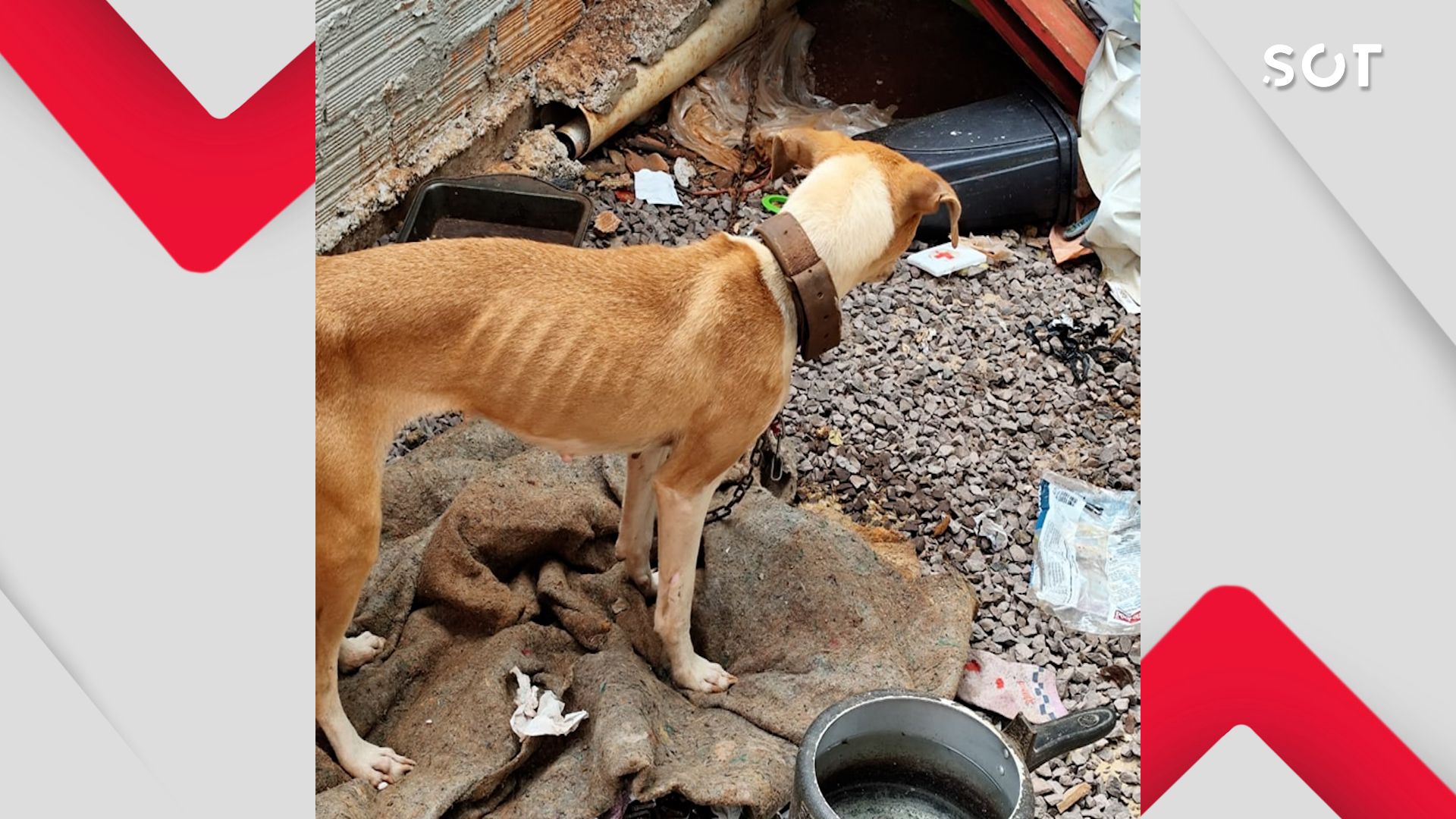 Polícia Militar resgata animal acorrentado sem água, comida ou abrigo no Bairro 14 de Novembro; Tutora é encaminhada à delegacia