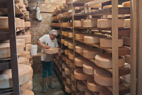 Imagem referente a notícia: Pequenos produtores de queijo das regiões Oeste e Cantu ampliam conhecimento em São Paulo