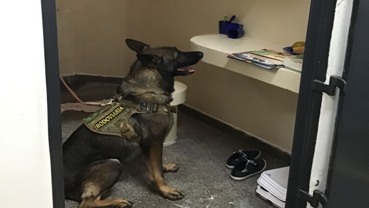 Operação com Cães agita Penitenciária Federal de Catanduvas e mobiliza forças de segurança