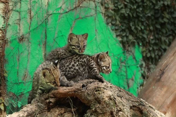 ZOO: Prefeitura de Cascavel convoca população para escolher nome de gatos-do-mato que são os novos moradores do parque