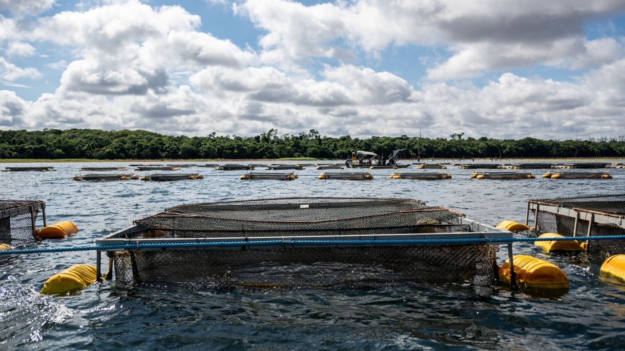 Senado do Paraguai aprova lei que permite cultivo de tilápia no reservatório da Itaipu