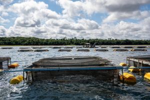 Imagem referente a notícia: Senado do Paraguai aprova lei que permite cultivo de tilápia no reservatório da Itaipu