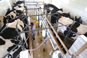 Imagem referente a notícia: Cenário atual projeta aumento na remuneração do leite no Paraná, aponta Deral