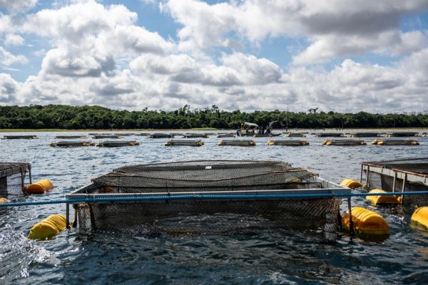 Imagem referente a notícia: Senado do Paraguai aprova lei que permite cultivo de tilápia no reservatório da Itaipu