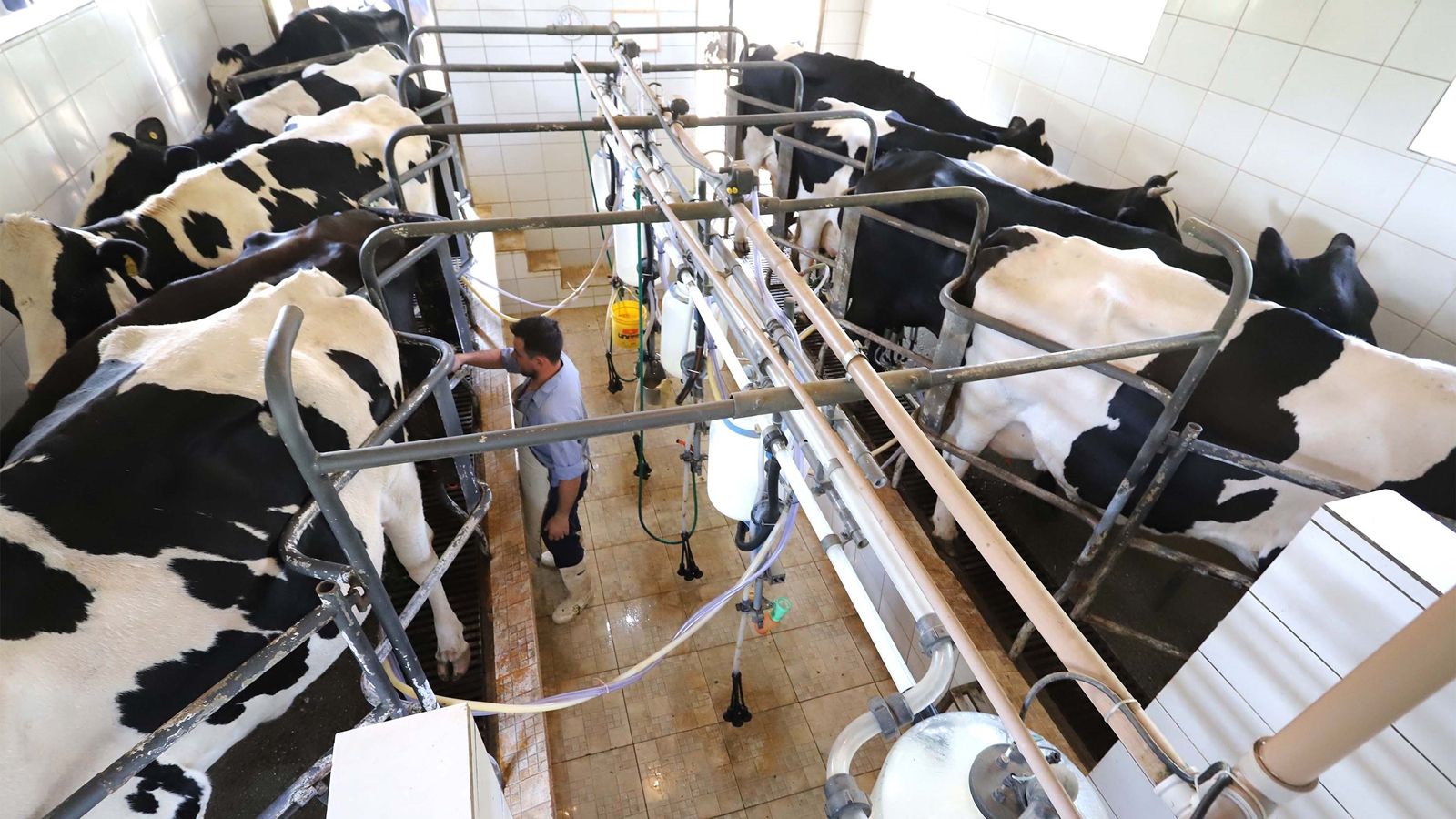 Paraná regulamenta lei que proíbe reconstituição de leite em pó importado