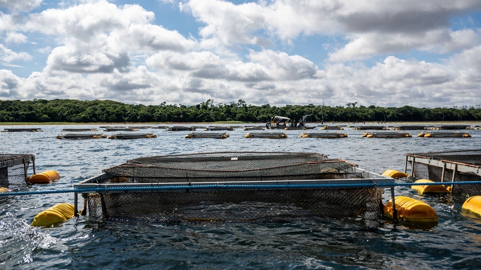 Senado do Paraguai aprova lei que permite cultivo de tilápia no reservatório da Itaipu