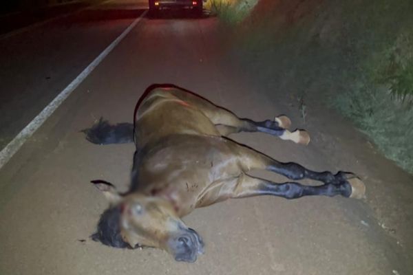 Carro atinge cavalo na BR-369 e família passa por susto em Cascavel