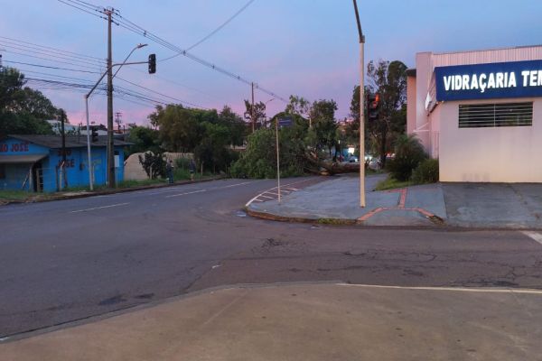 Imagem referente a notícia: Árvore de grande porte cai e bloqueia rua no bairro Claudete, em Cascavel