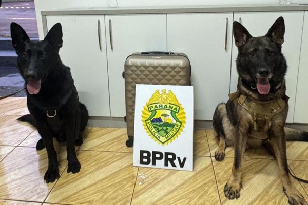 Imagem referente a notícia: Polícia Rodoviária Estadual apreende 26kg de maconha em ação na Rodoviária de Cascavel