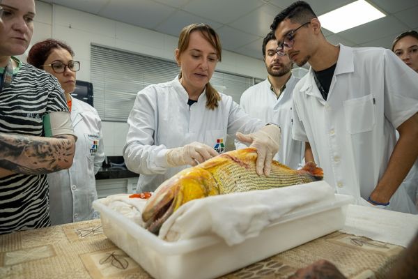 Itaipu capacita técnicos em cirurgia de peixes para monitoramento inédito