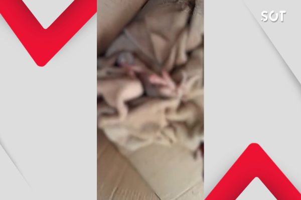 Imagem referente a notícia: Polícia Civil esclarece caso de filhote de gato encontrado morto em caixa no Bairro Cataratas