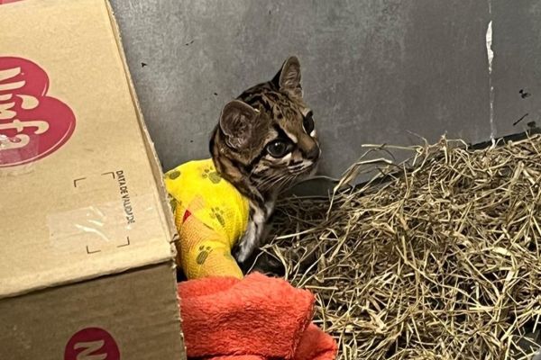 Após longo tratamento, gato-maracajá atropelado é devolvido à natureza no Oeste do Paraná