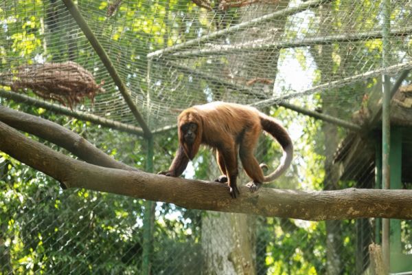 Imagem referente a notícia: Férias com passeio garantido: Zoo de Cascavel amplia visitação e abrirá de terça a domingo