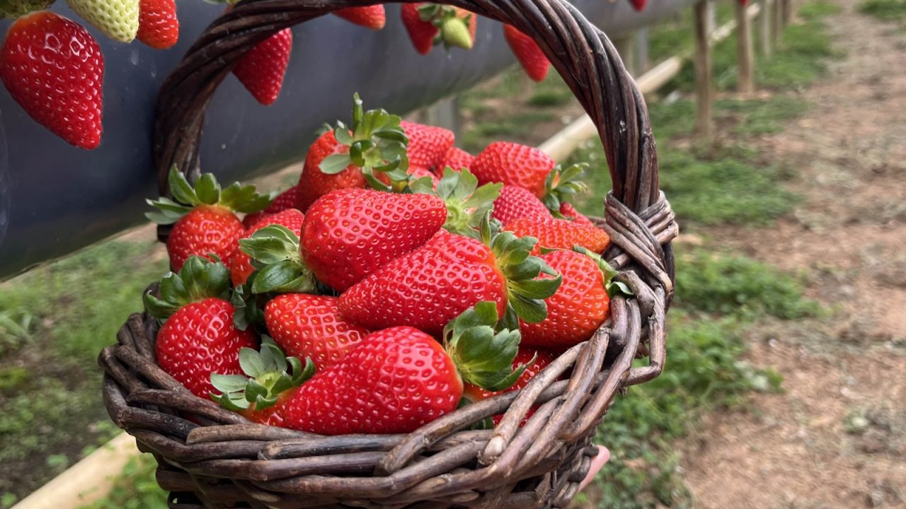 Rota Turística do Morango integra agricultura e turismo e amplia renda nas propriedades