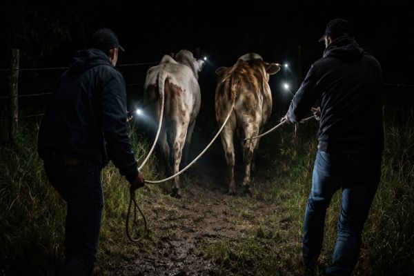 Imagem referente a notícia: Furto de gado é registrado em propriedade rural de Corbélia