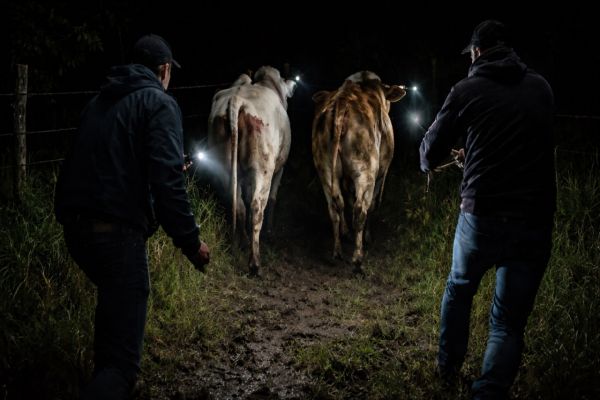 Imagem referente a notícia: Furto de gado é registrado em propriedade rural de Corbélia