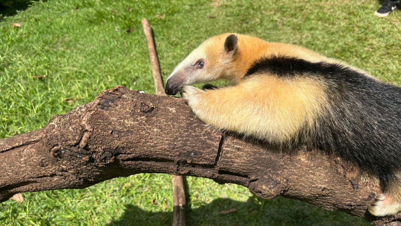 Zoológico Municipal de Cascavel conta com três novos moradores