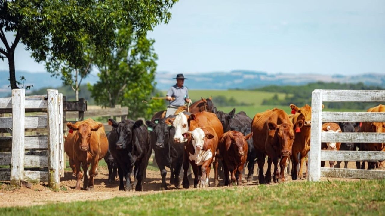 Show Rural: Novas raças e soluções darão novo impulso à área pecuária