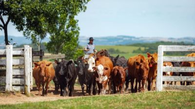 Imagem referente a notícia: Show Rural: Novas raças e soluções darão novo impulso à área pecuária