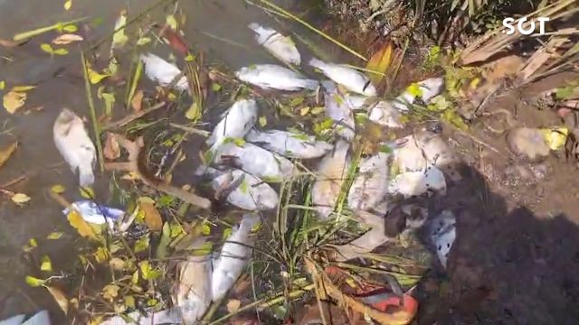 Peixes são encontrados mortos na prainha do Reassentamento São Francisco, em Cascavel