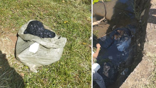 Descarte irregular de carne podre em rio gera alerta ambiental no Bairro Neva, em Cascavel