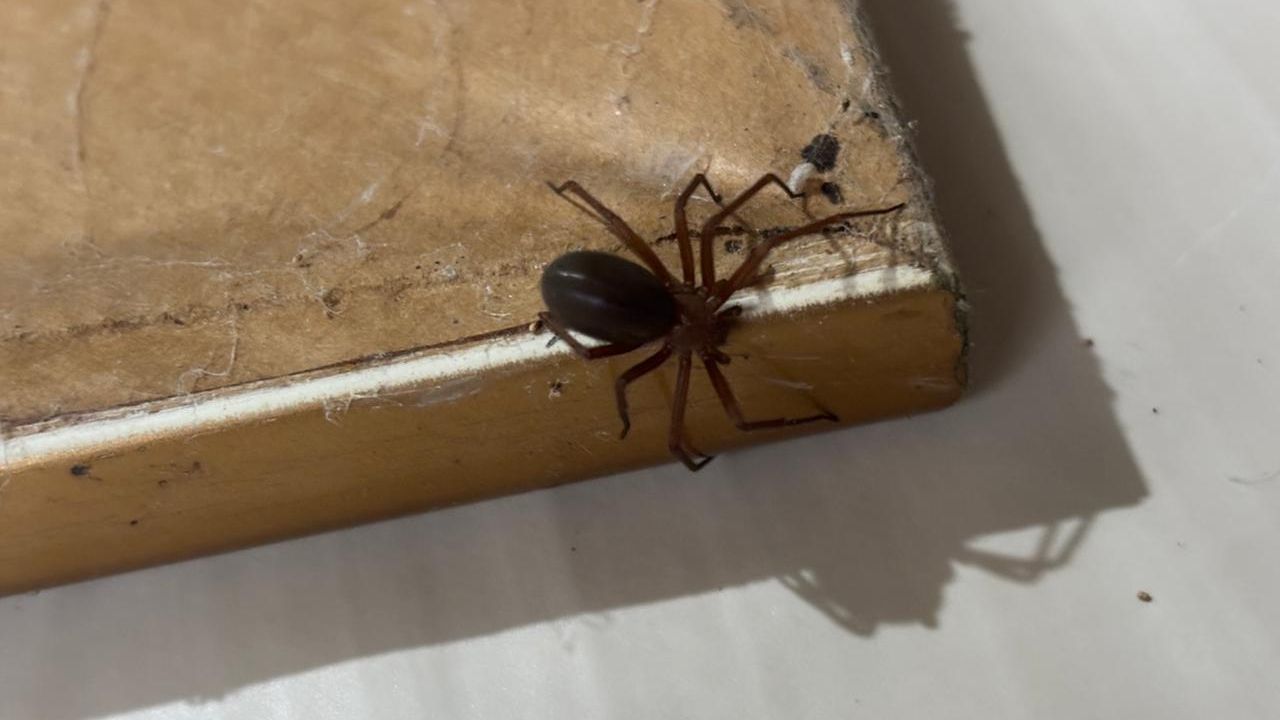 Prevenção: Saúde alerta para cuidados com aranhas no verão